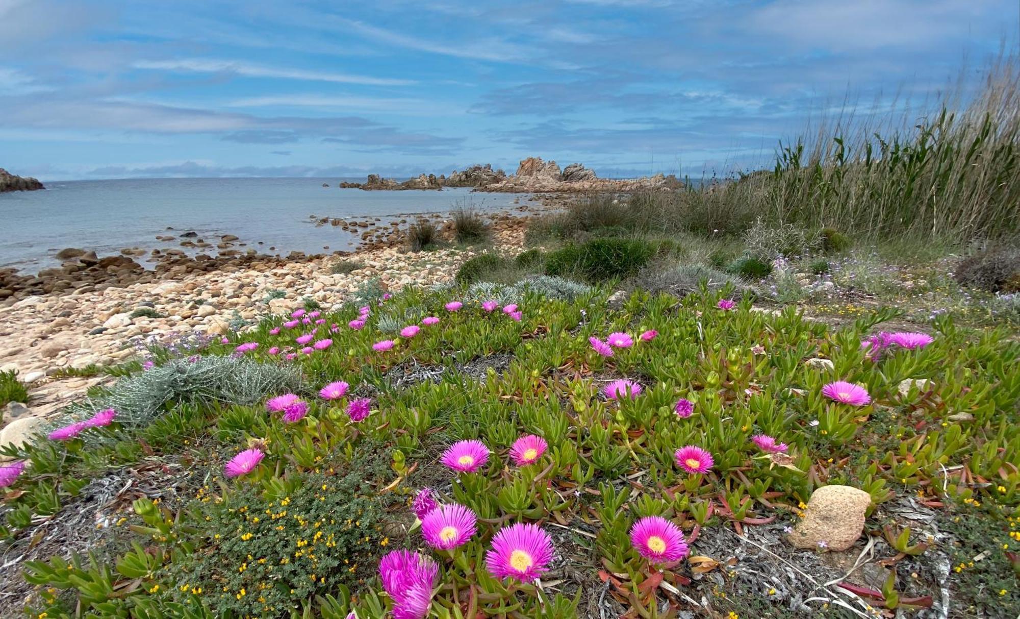 Gli Oleandri Di Calarossa - 5M Walk To The Beach Isola Rossa Εξωτερικό φωτογραφία
